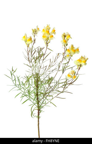 Rametto di giallo fresco Toadflax comune isolato su sfondo bianco Foto Stock