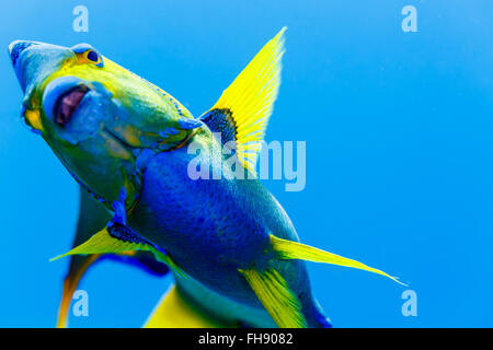 Il lato inferiore della regina Angelfish holacanthus ciliaris in acqua blu Foto Stock