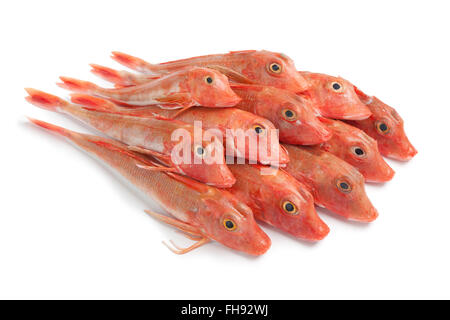 Pila di crudo fresco Red Capone gallinella Pesce su sfondo bianco Foto Stock