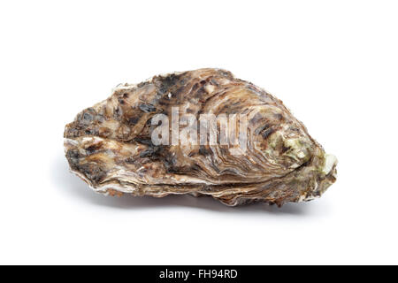 Tutta la singola crudo fresco oyster su sfondo bianco Foto Stock