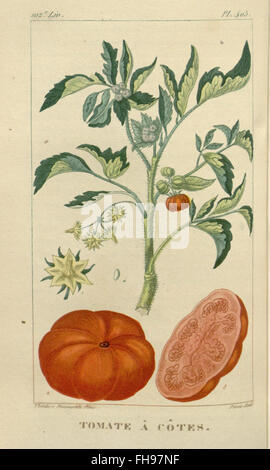 "Flore Médicale des Antilles" è un'opera botanica e medica incentrata sulle piante medicinali comuni delle Indie occidentali, con ricerche e illustrazioni tenute nel Missouri Botanical Garden. Foto Stock