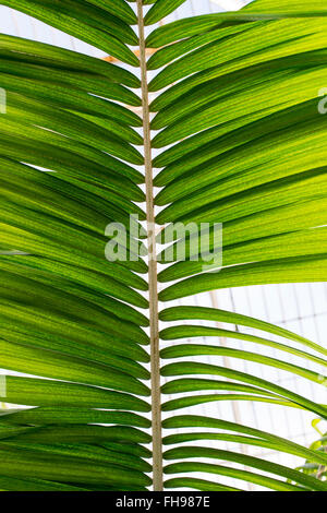 Moorei Ravenea. Palm tree in Palm Kew House. Kew Gardens, London, Regno Unito Foto Stock