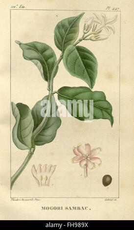 Flore médicale des Antilles, ou, Traité des plantes usuelles, Botany, Botany, Medical, Medicinal Plants, giardino botanico del Missouri, biblioteca Peter H. Raven, Indie occidentali Foto Stock