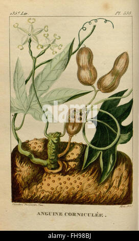 Flore médicale des Antilles, ou, Traité des plantes usuelles, Botanica, Medicinal Plants, Missouri Botanical Garden, biblioteca Peter H. Raven, Indie occidentali Foto Stock