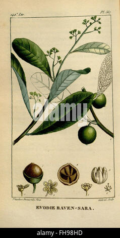 Flore Médicale des Antilles, ou, Traité des plantes usuelles è un trattato botanico e medicinale sulle piante che si trovano nelle Indie occidentali. Si concentra sulle proprietà medicinali delle specie vegetali locali e sul loro uso storico nella medicina tradizionale, conservato nel Missouri Botanical Garden e nella Peter H. Raven Library. Foto Stock