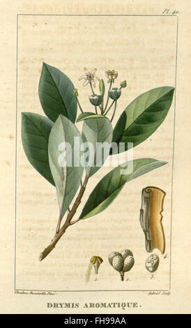 Flore médicale des Antilles, ou, Traité des plantes usuelles, Botanica, Medicinal Plants, Missouri Botanical Garden, biblioteca Peter H. Raven, Indie occidentali Foto Stock