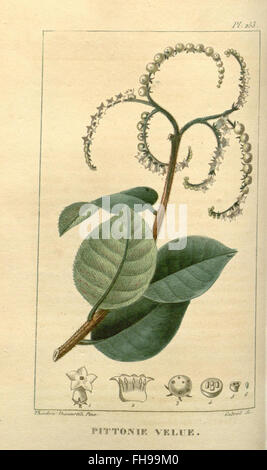Flore médicale des Antilles, ou, Traité des plantes usuelles, Botany Botany, Medical Medicinal Plants Missouri Botanical Garden, Peter H. Raven Library West Indies Foto Stock