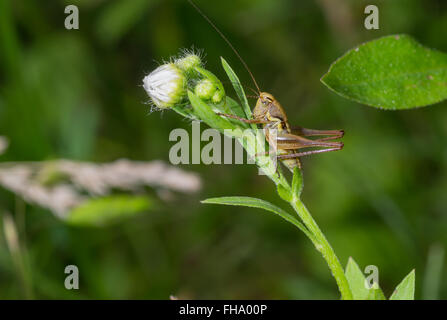 Poco grasshopper seduti su un selvaggio fiore Erigeron Foto Stock