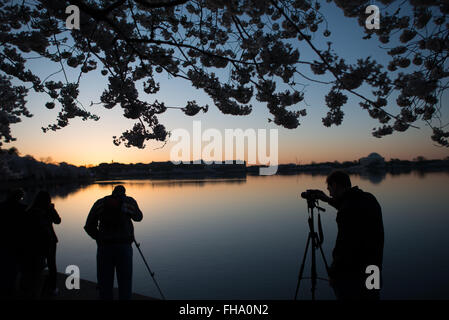 WASHINGTON DC: I ciliegi sagomati incorniciano una vista sul bacino delle maree mentre fotografi e visitatori si radunano all'alba. Il Jefferson Memorial è visibile sulla riva lontana durante la fioritura annuale, che ha origine da alberi donati dal Giappone nel 1912. Foto Stock