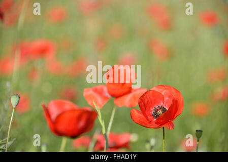 Uno sharp vibrante rosso fiore di papavero (Papaver rhoeas) in un campo riempito con fuori fuoco papaveri come un simbolo per il Giorno del Ricordo. Foto Stock