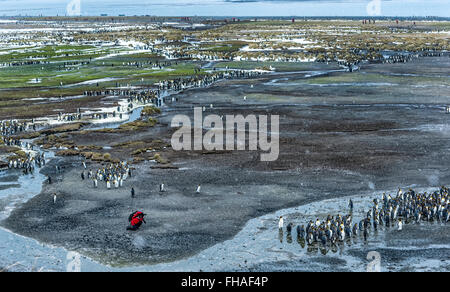 Salisbury Plain, Isola Georgia del Sud: Fotografo e re pinguini Foto Stock