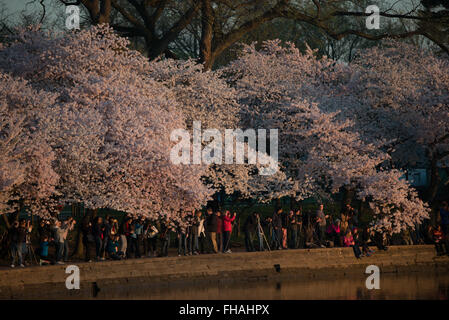 WASHINGTON DC: Folle di visitatori e fotografi si riuniscono lungo il bacino delle maree all'alba per ammirare i ciliegi in fiore. Gli alberi fioriti, originariamente un regalo del Giappone nel 1912, sono l'attrazione principale dell'annuale National Cherry Blossom Festival. Foto Stock