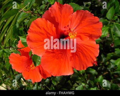 Rosso di fiori di ibisco in piena fioritura, Hawaii, STATI UNITI D'AMERICA Foto Stock