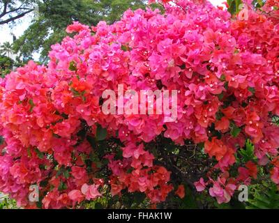 Rosa bouganville in Hawaii Foto Stock