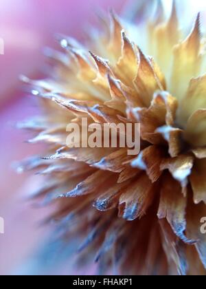 Micro Sementi di fiori con sfondo di fading Foto Stock