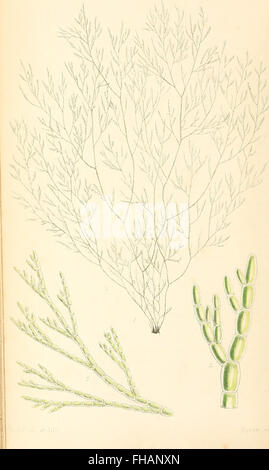 Phycologia britannica, o una storia della British sea-erbacce, contenenti figure colorate, generici e specifici caratteri, synonymes, e le descrizioni di tutte le specie di alghe che popolano le rive Foto Stock