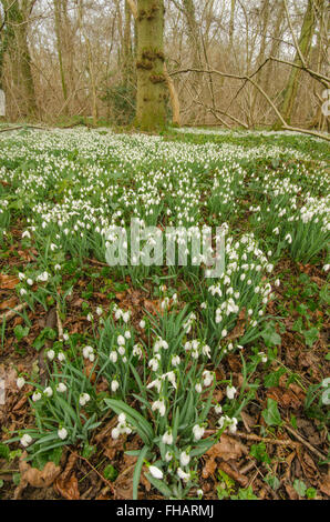 Snowdrop (Galanthus nivalis) ammassato nella vecchia hazel ceduo nelle vicinanze del Petworth, West Sussex, Regno Unito. Febbraio. Foto Stock
