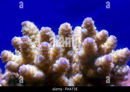 Corallo Acropora closeup in acquario Foto Stock