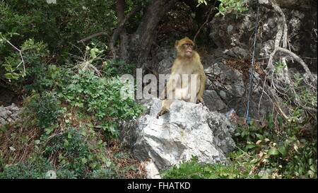 Barberia macachi in Gibilterra Foto Stock