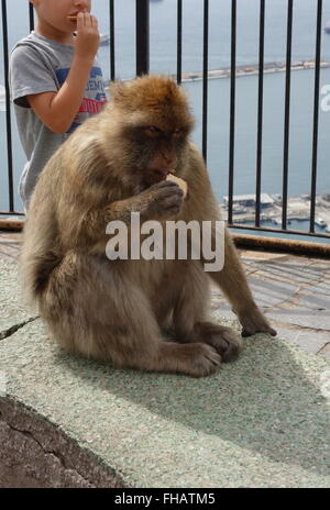 Barberia macachi in Gibilterra Foto Stock