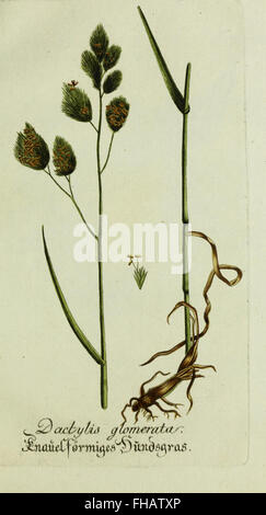 Plantarum indigenarum et exoticarum icones ad vivum coloratae, oder Sammlung nach der Natur gemalter Abbildungen inn- und auslC3A4ndischer Pflanzen, &c (1791) Foto Stock