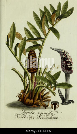 Plantarum indigenarum et exoticarum icones ad vivum coloratae, oder Sammlung nach der Natur gemalter Abbildungen inn- und auslC3A4ndischer Pflanzen, &c (1791) Foto Stock