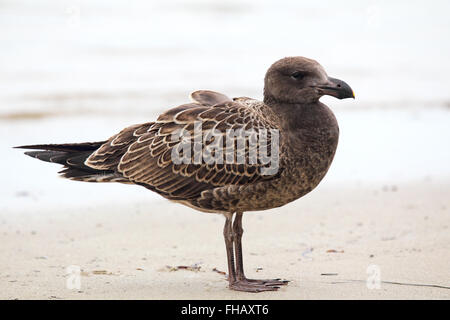 I capretti Pacific gabbiano (Larus pacificus) seduto sulla spiaggia a Victor Harbour, South Australia, Australia. Foto Stock