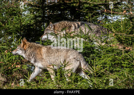 Due lupi grigi / lupo grigio / legname lupo (Canis lupus) caccia in una densa foresta di pini Foto Stock