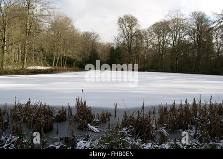 Congelate / laghetto ghiacciato su un giorno inverni circondato da alberi e fogliame Foto Stock