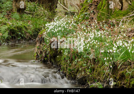 Snowdrop (Galanthus nivalis) ammassato nella vecchia hazel ceduo nelle vicinanze del Petworth, West Sussex, Regno Unito. Febbraio. Foto Stock