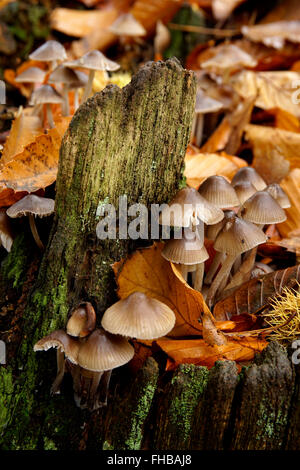 I funghi che crescono su un marciume ceppo di albero vicino alla High Rock, Bridgnorth, Shropshire, Inghilterra, Regno Unito Foto Stock