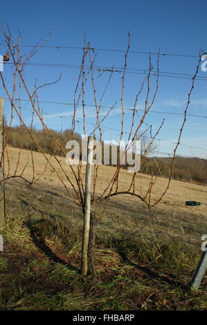 Vitis vinifera, vitigno, prima potatura Foto Stock