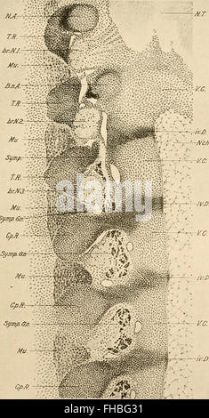 Lo sviluppo del pulcino; un introduzione alla embriologia (1908)