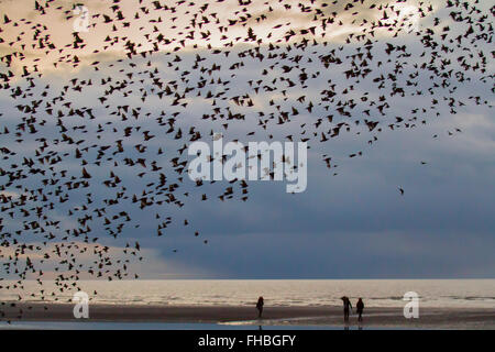 Cleveleys, Blackpool, Regno Unito 24 Febbraio, 2016. Uno dei grandi birding spettacoli della stagione invernale è la storni' pre-roost gruppo di volo. Prima di sedimentazione per la notte i branchi di questi uccelli gregaria in picchiata e turbolenza intorno fino a quando non vi è un unico, enorme nero vorticoso mass. In inverno fino a un milione di uccelli, pullulano, Swoop, shift, swirl e volteggiare, mobile come uno mentre si eseguono incredibili acrobazie aeree. questo balletto al tramonto è un pre-sono ' appollaiati fenomeno noto come starling murmuration. Sebbene questa sia la scienza, il fenomeno è più la matematica e la fisica di biologia. Foto Stock