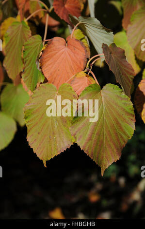 Albero di colomba Foto Stock