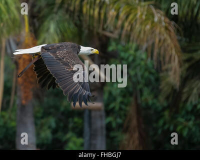 Aquila calva (Haliaeetus leucocephalus) Foto Stock