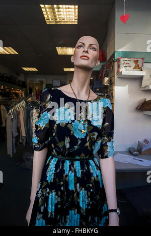 Una testa calva mannequin femminile nella finestra di una carità di Edimburgo shop. Foto Stock