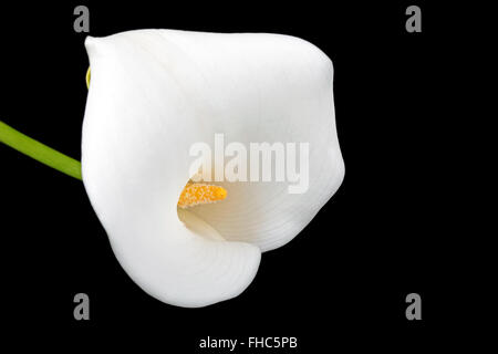 White calla fiore su uno sfondo nero Foto Stock