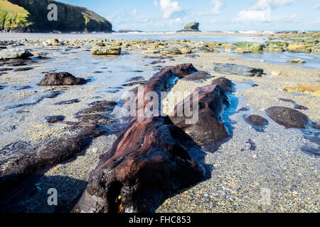 I resti di una foresta pietrificata credeva di essere tra 4000 e 6000 anni esposta sulla spiaggia Portreath in Cornwall, Regno Unito Foto Stock