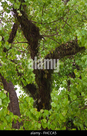 Un grande BODHI TREE al Wat Visoun - Luang Prabang, Laos Foto Stock