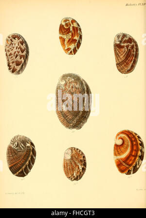 Conchologia iconica, o illustrazioni dei gusci di animali molluscous Foto Stock