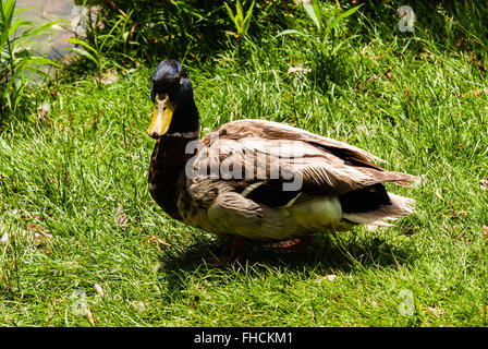 Un maschio Mallard duck in piedi sul prato verde di fronte alla fotocamera, con increspato le piume irregolari, illuminato dalla luce del sole. Foto Stock