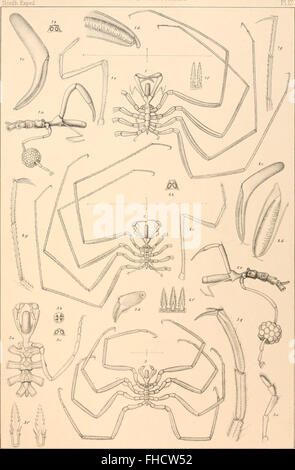Un rapporto dettagliato sulla spedizione norvegese nel Mare del Nord, condotto tra il 1876 e il 1878, che documenta l'esplorazione e i risultati scientifici. Foto Stock