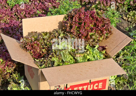 Rosso di foglie di lattuga, scatola di imballaggio. Foto Stock