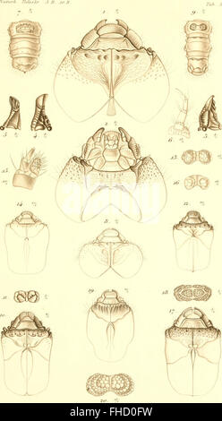 De metamorphosi eleutheratorum observationes - bidrag til insekternes udviklingshistorie (1861)