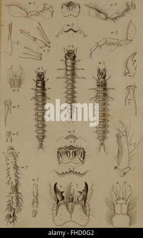 De metamorphosi eleutheratorum observationes - bidrag til insekternes udviklingshistorie (1861)