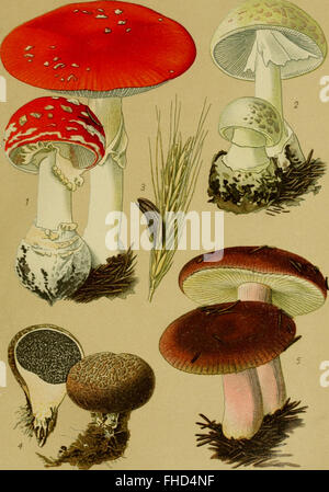 Un lavoro del 1910 sulle piante velenose della Germania, esplorando la flora tossica. Foto Stock