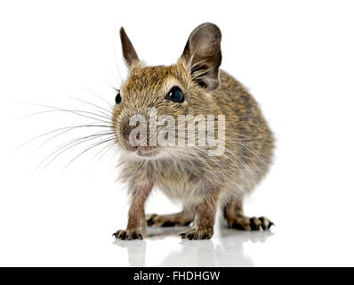 Baby degu roditore mouse Foto Stock