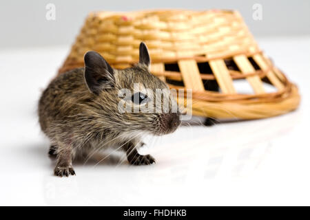 Little baby degu ratto con cestello Foto Stock