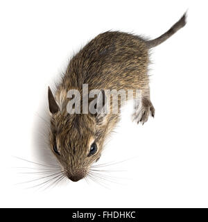Baby Hamster degu Foto Stock
